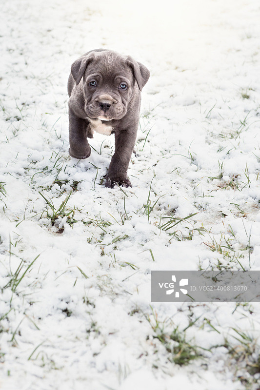 灰色意大利獒犬幼犬图片素材