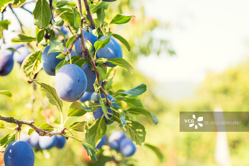 阳光下结满成熟多汁果实的李树图片素材