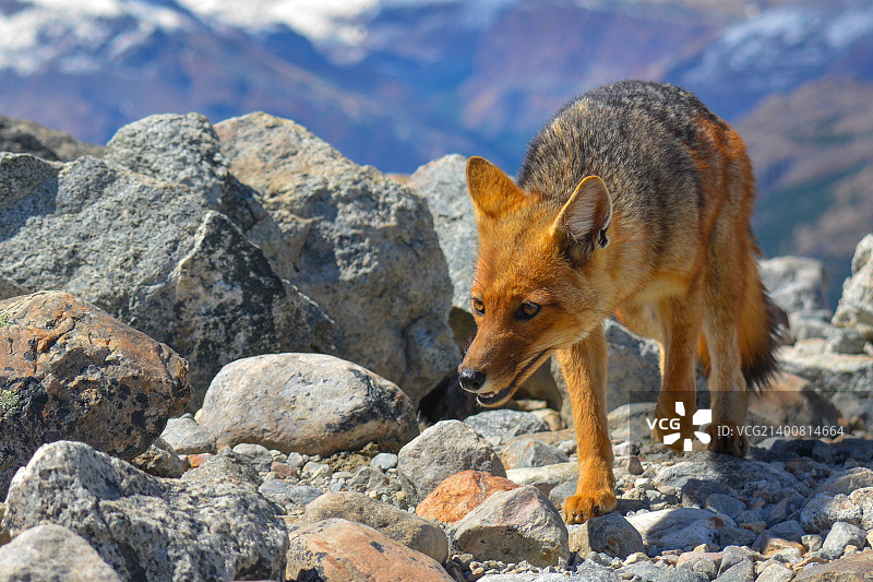 菲茨罗伊狐狸图片素材