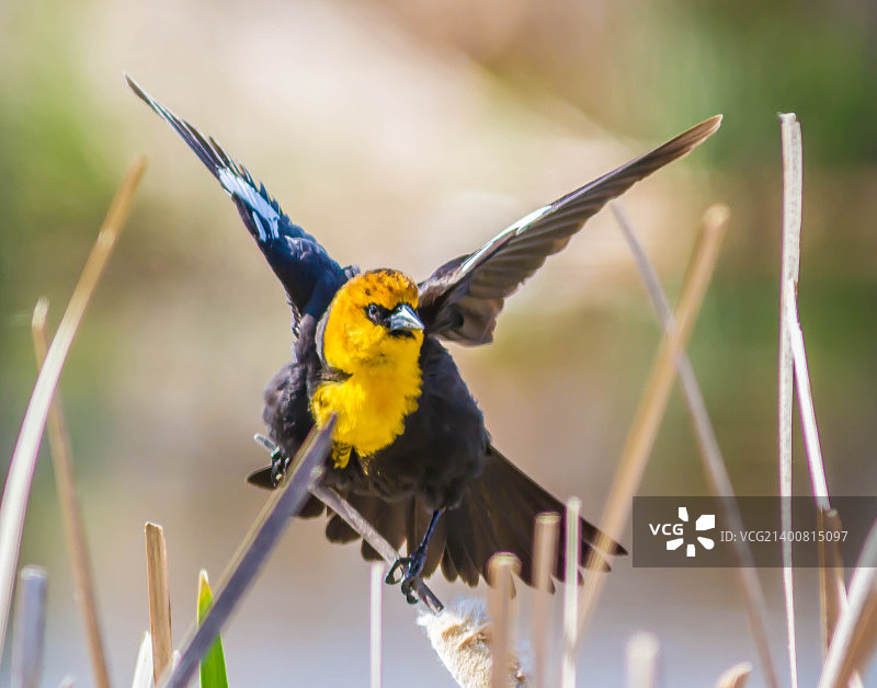 准备起飞的黄头黑鹂图片素材