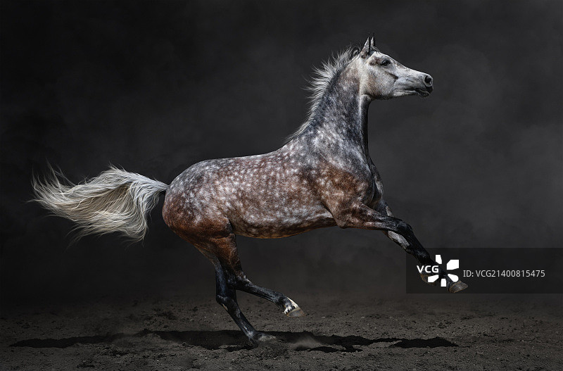 灰色阿拉伯马在深色背景上奔驰图片素材