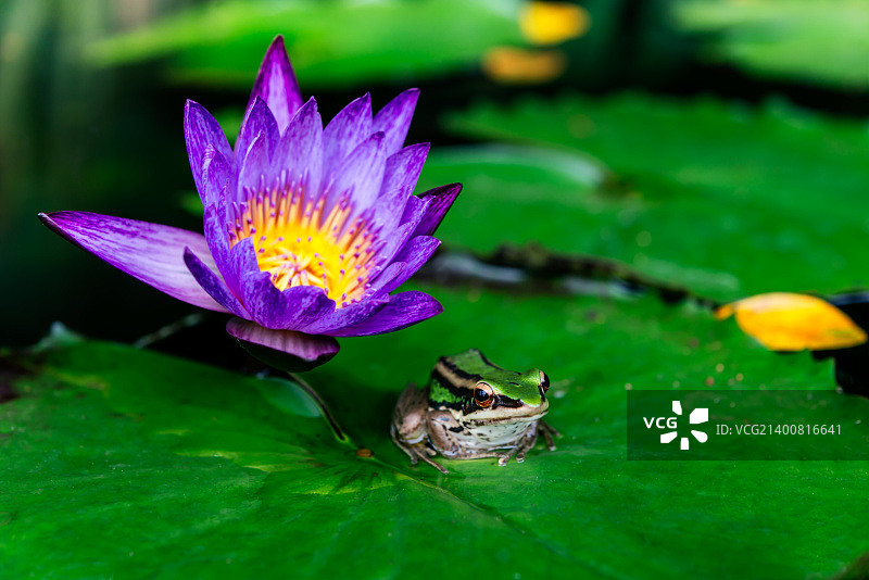 池塘中莲花或睡莲与青蛙特写图片素材