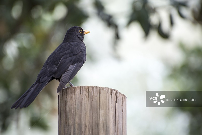 鹡鸰鸟图片素材