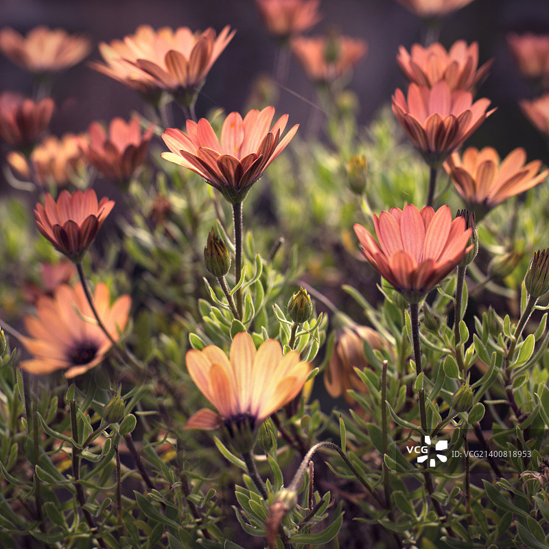 新西兰克赖斯特彻奇图片素材