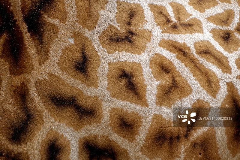 长颈鹿图案图片素材