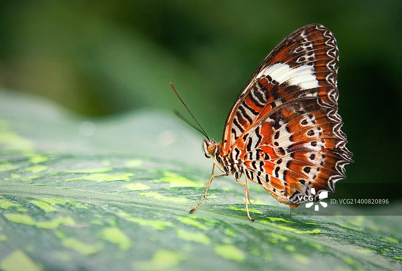 橙色草蛉图片素材