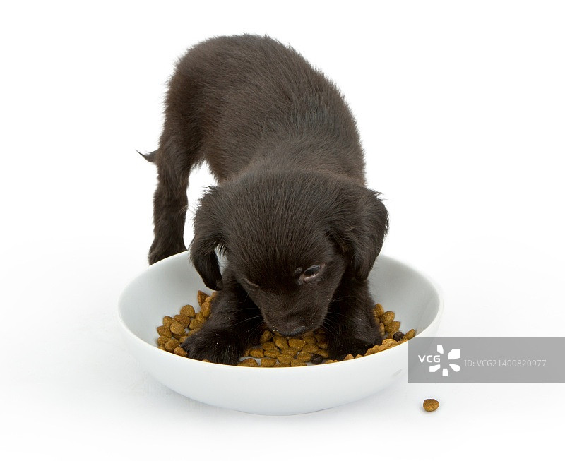 正在吃一碗食物的年轻黑色小狗图片素材
