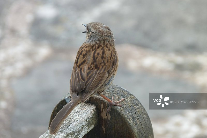 花园长椅上的欧亚鹪莺图片素材