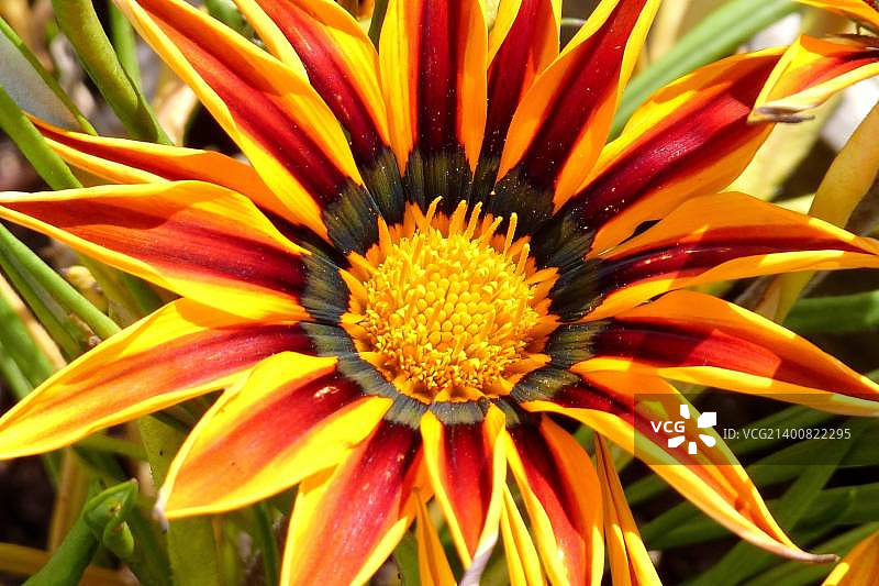 条纹勋章菊图片素材