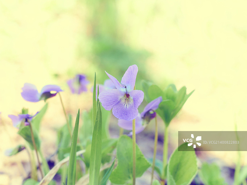 春天盛开的香堇图片素材