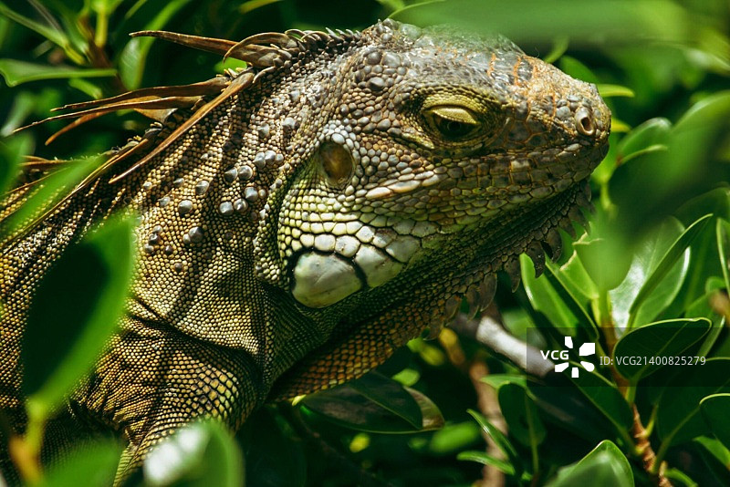 藏在灌木丛中的鬣蜥图片素材