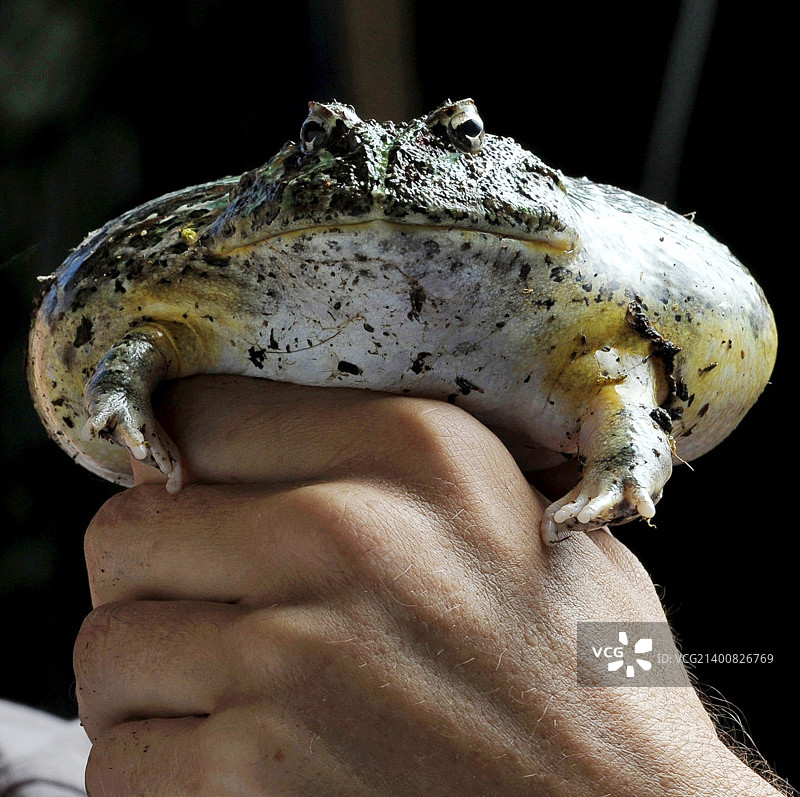 带角青蛙相扑图片素材