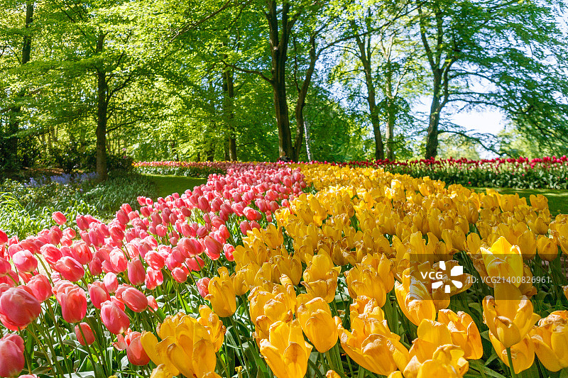 Keukenhof 2015图片素材