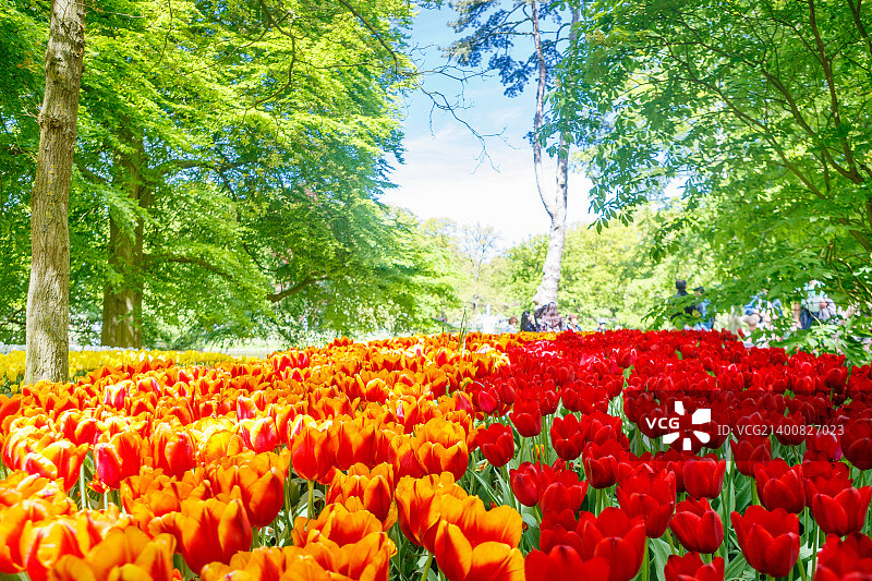 Keukenhof 2015图片素材