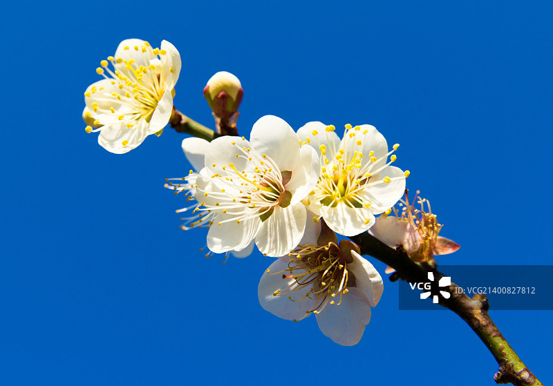 日本小田原的日本李子图片素材