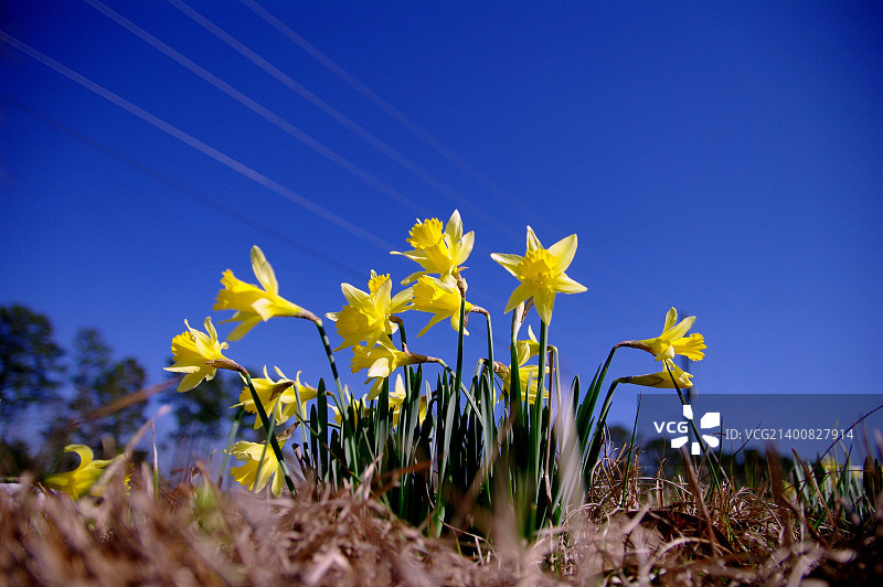花力量图片素材