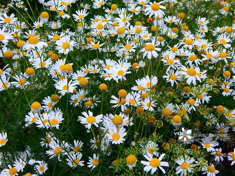 洋甘菊图片素材