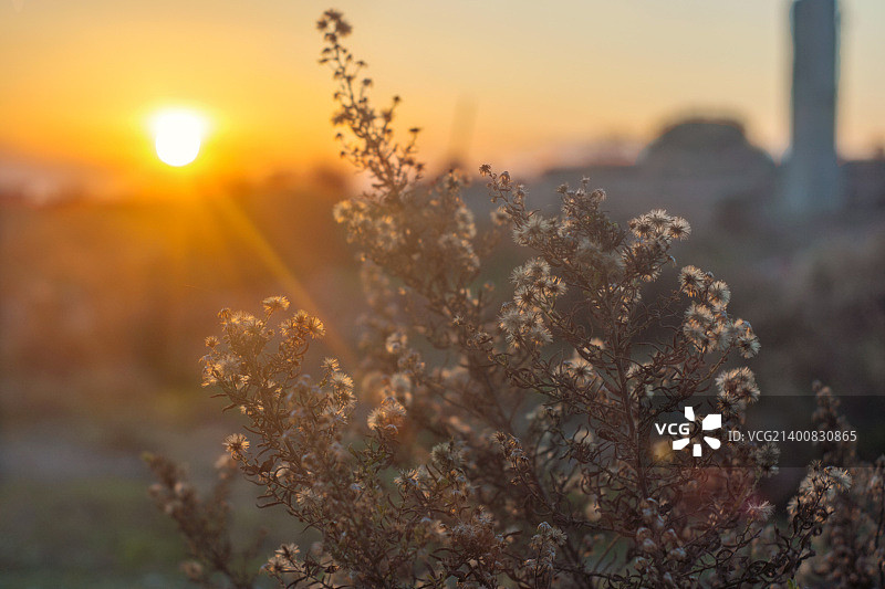 阳光下的花朵图片素材