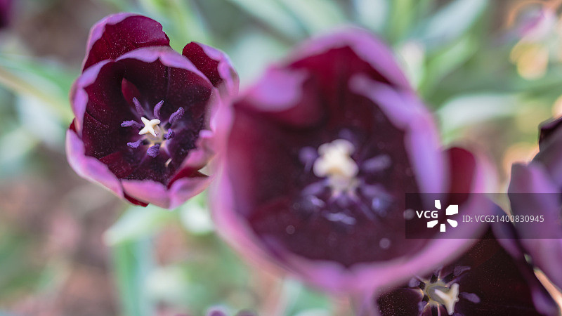 土耳其希什利区中东风光图片素材