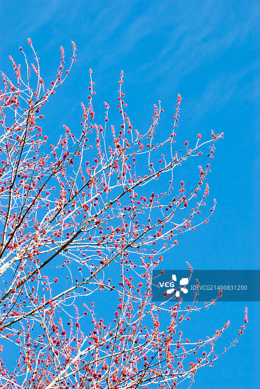 春天的时间图片素材