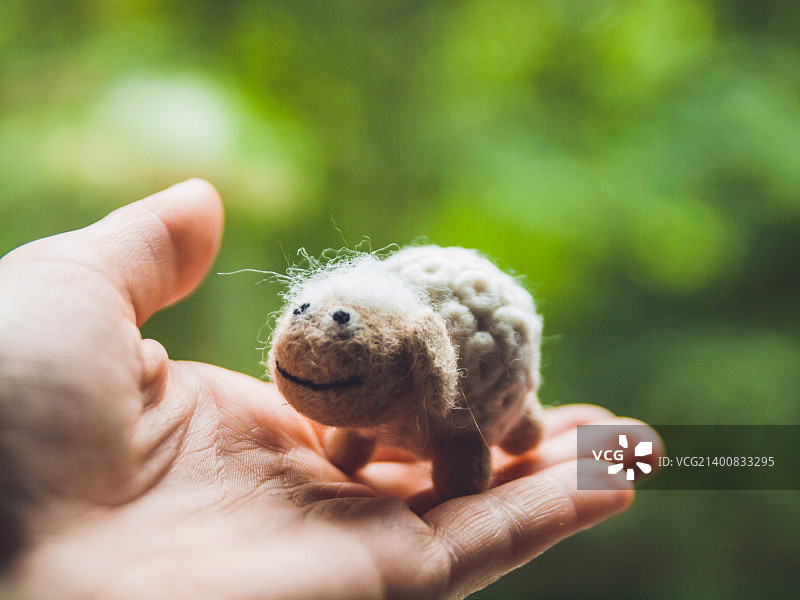 小绵羊图片素材