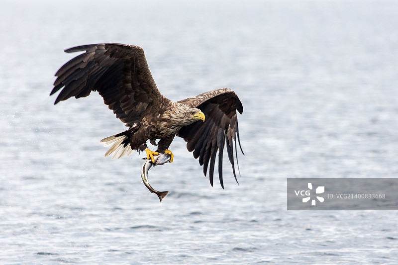 白尾海雕捕鱼图片素材