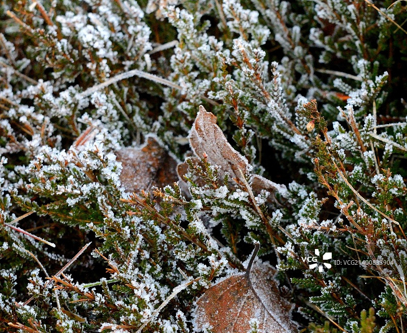 结霜的石楠图片素材