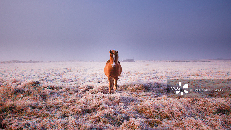 冰岛马图片素材