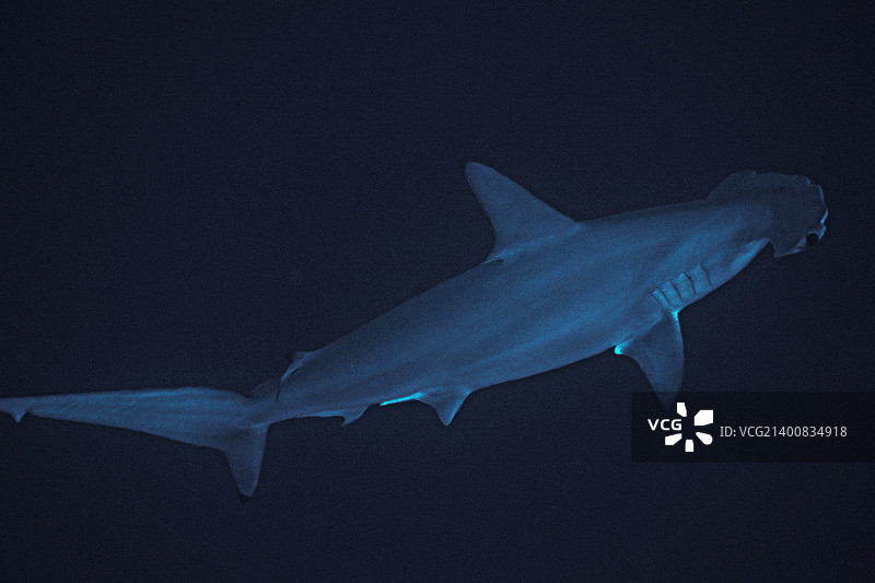 锤头鲨图片素材