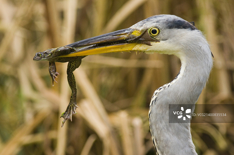 苍鹭享用一只常见的棕色青蛙图片素材