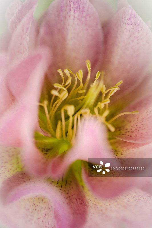 粉色衬裙图片素材