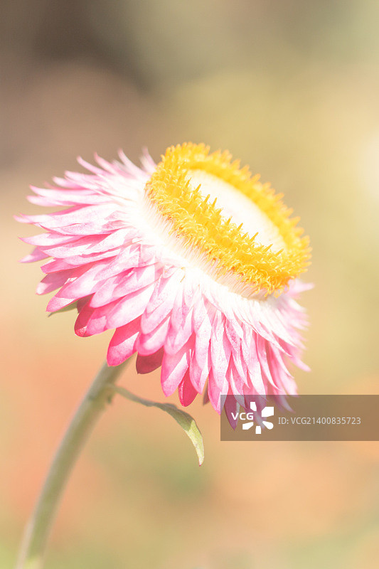 柔光滤镜下的美丽麦秆菊（不凋花）图片素材