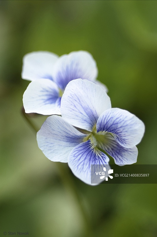 堇型花图片素材