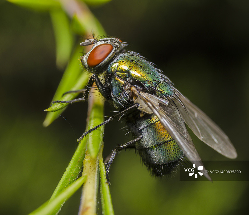 常见的绿蝇图片素材