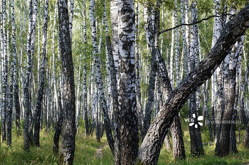 桦树林图片素材
