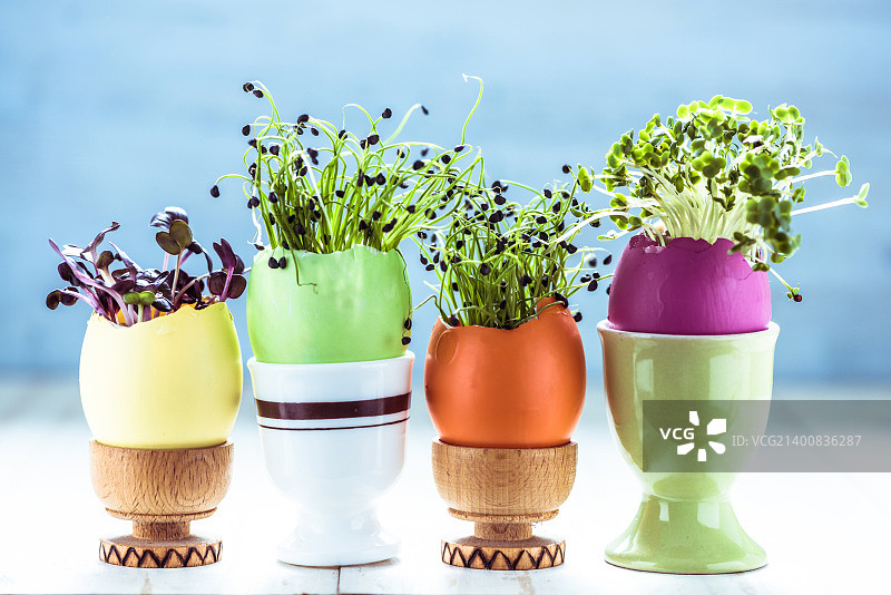 复活节彩蛋壳里的苜蓿芽（俯视）图片素材