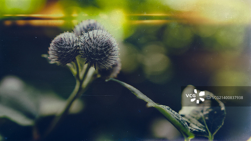 毛burdock图片素材