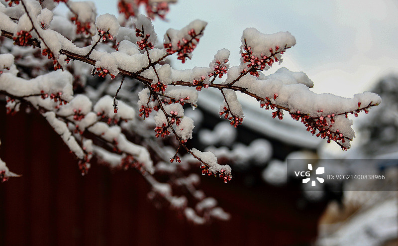 不畏春雪图片素材