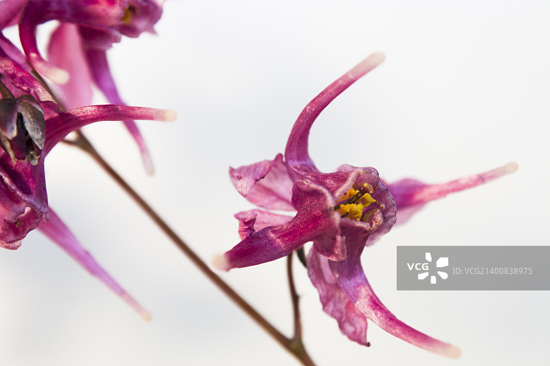 淫羊藿花图片素材