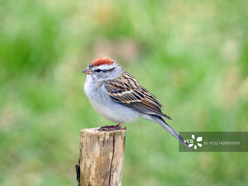 篱笆柱上的 chipping sparrow 鸟图片素材