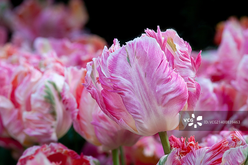 杏色鹦鹉郁金香图片素材