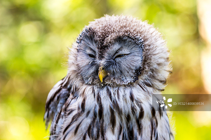 沐浴在春光中的可爱小猫头鹰图片素材