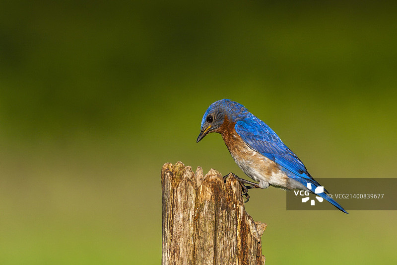 东方蓝知更鸟图片素材
