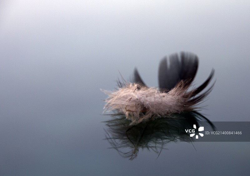 黎明时分的羽毛倒影图片素材