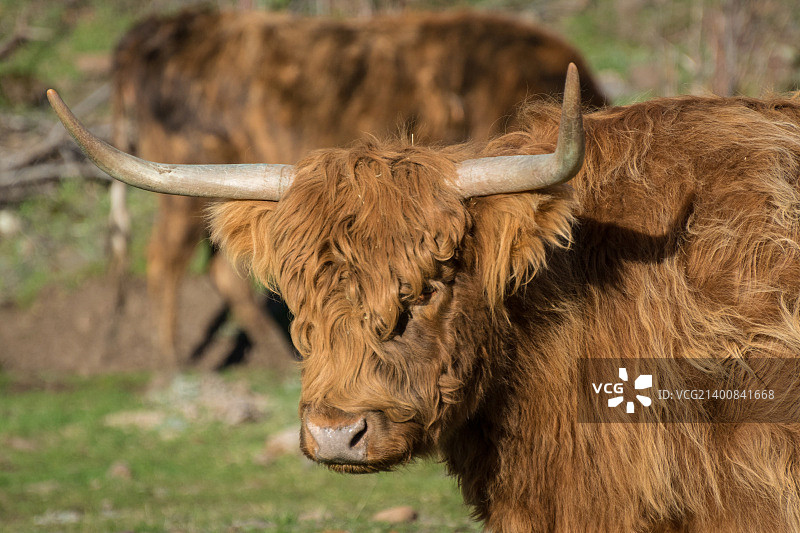 棕色公牛图片素材