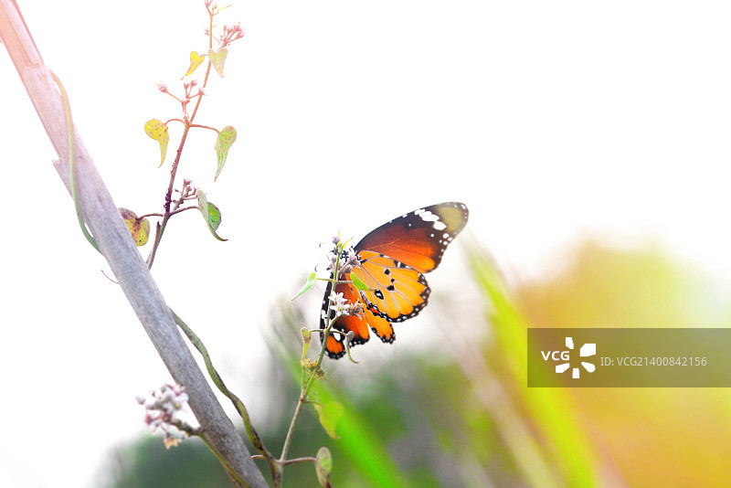大帛斑蝶属图片素材