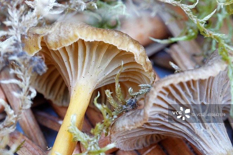 篮子里的漏斗鸡油菌特写图片素材