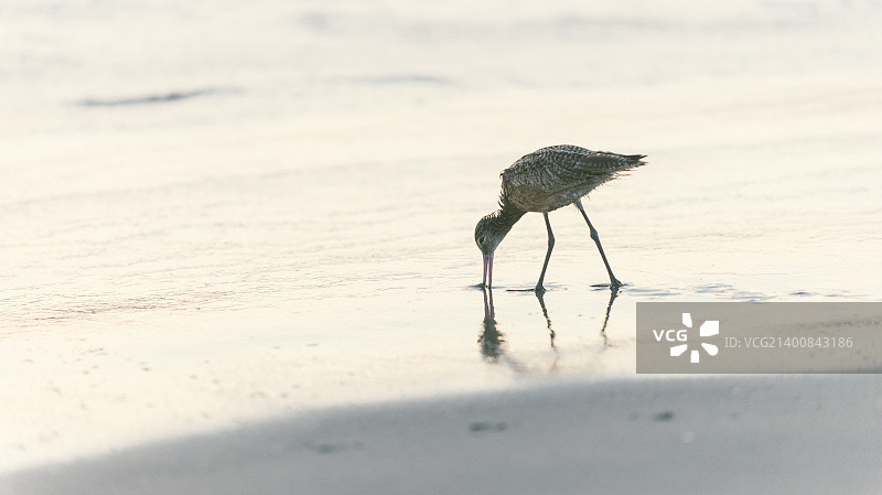 觅食的滨鸟图片素材
