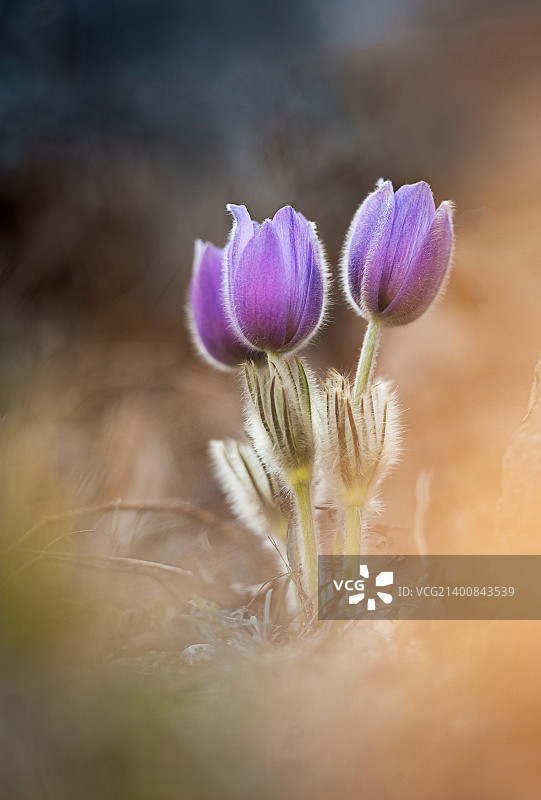 奥地利茵斯布鲁克图片素材