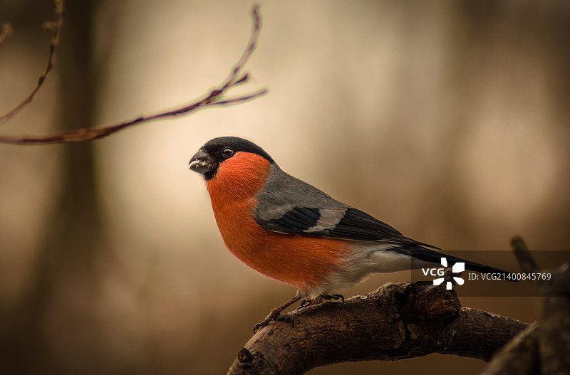 红腹灰雀图片素材